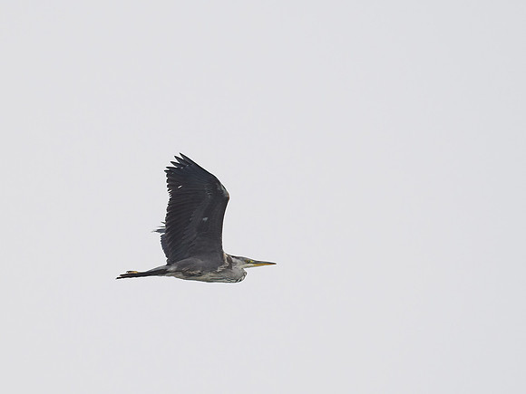 Heron Flypast