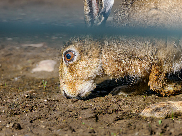 Brown Hare