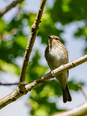 Spotted Flycatcher (Muscicapa striata)