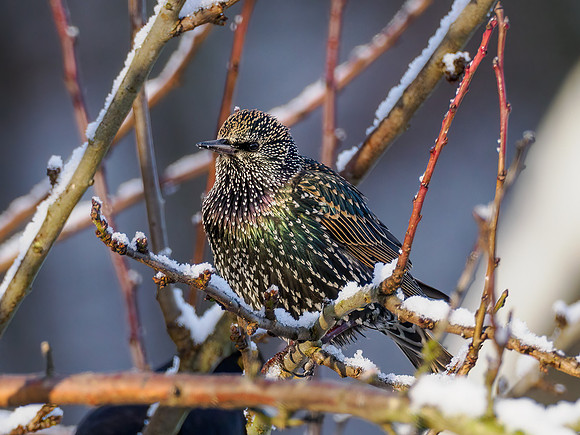 Starling (Sturnus vulgaris)