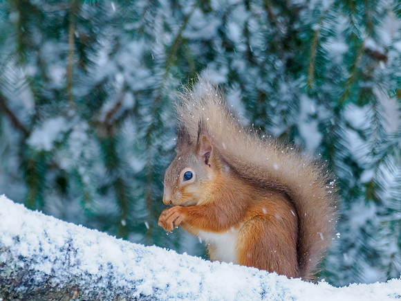 Squirrel in the Snow