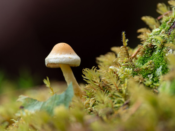 Lone Mushroom
