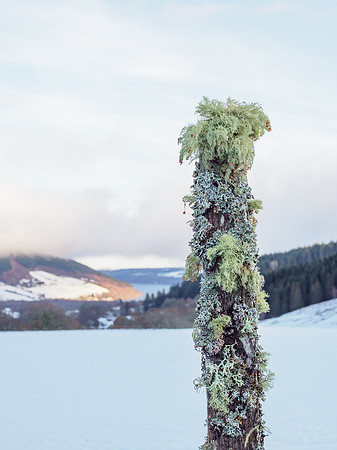 Loch Ness and Lichen