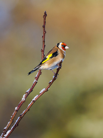 Goldfinch