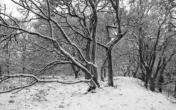 Winter Woodland