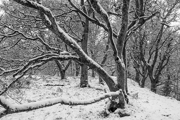 Out on a Limb