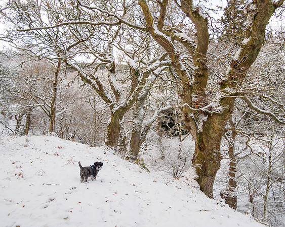 Winter Woodland