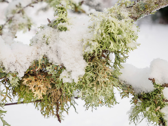 Winter Woodland