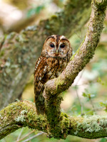 Tawny Owl (Strix aluco)
