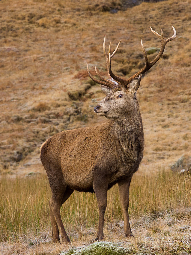 Glen Garry Stag