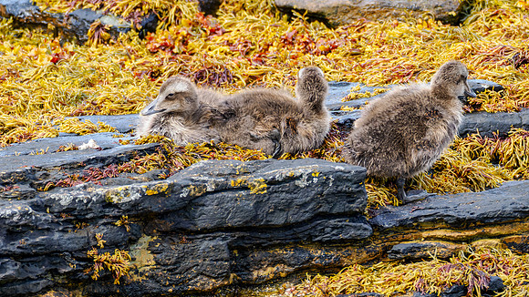 20230707-Hoxa Head-OM012215-2-Edit