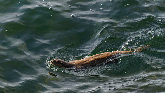 20230708-Otter-OM012553-2-Edit