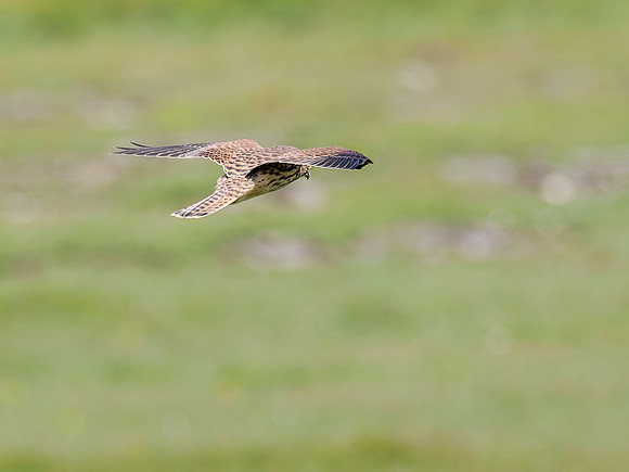 20230708-Deerness Walk-OM013543-2-Edit