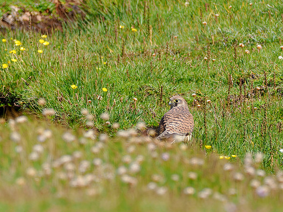 20230708-Deerness Walk-OM013572-2-Edit