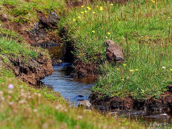 20230708-Deerness Walk-OM013589-2-Edit
