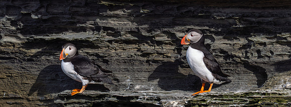 20230710-Birsay Bird-OM014594