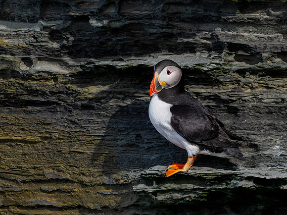 20230710-Birsay Bird-OM014605-2-Edit