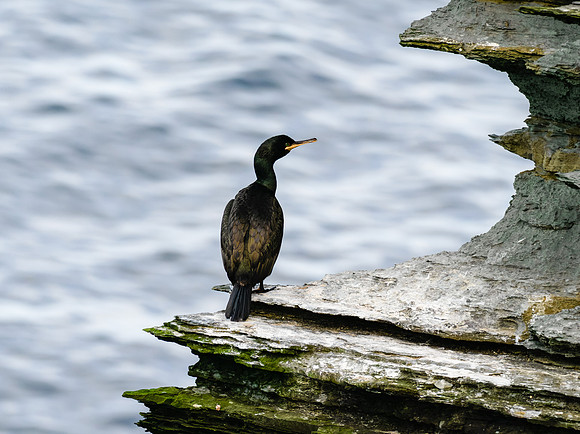 20230710-Birsay Bird-OM014638-2-Edit