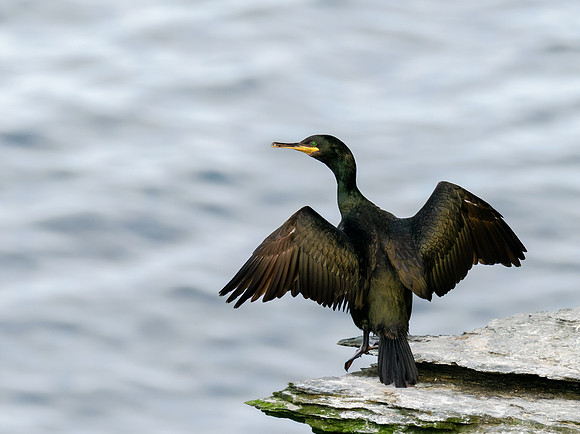 20230710-Birsay Bird-OM014667-2-Edit