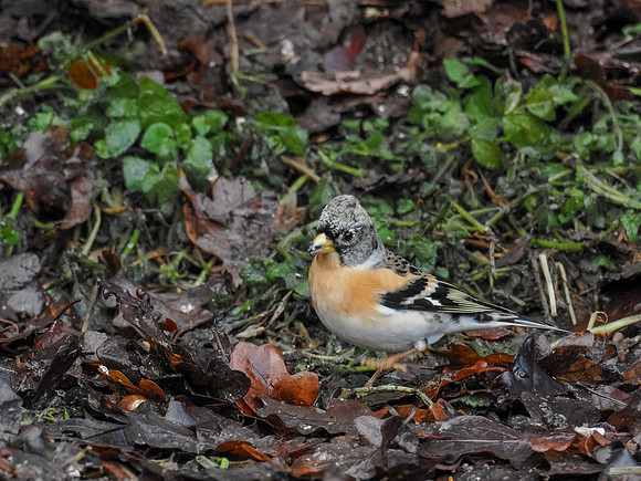 Brambling (Fringilla montifringilla)
