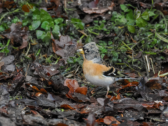 Brambling (Fringilla montifringilla)