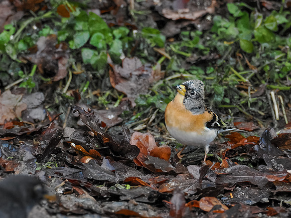 Brambling (Fringilla montifringilla)