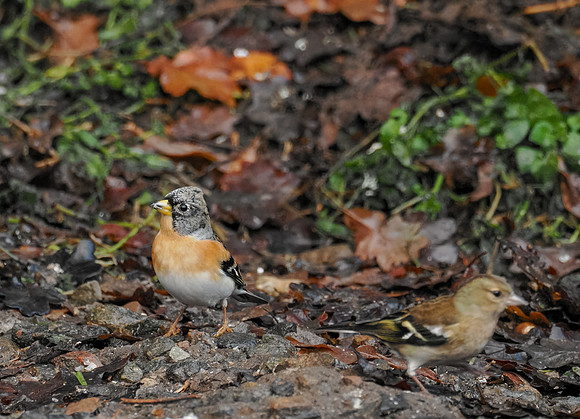 Brambling (Fringilla montifringilla)