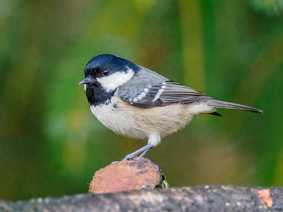 Coal Tit (Periparus ater)