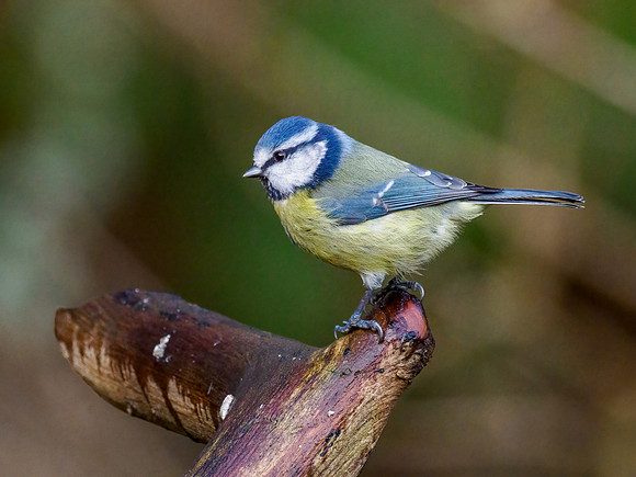 Blue Tit (Cyanistes caeruleus)