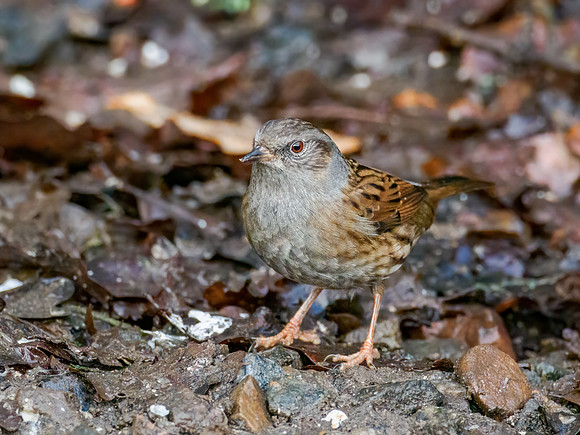 Dunnock (Prunella modularis)