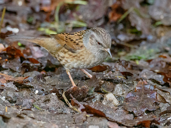 Dunnock (Prunella modularis)