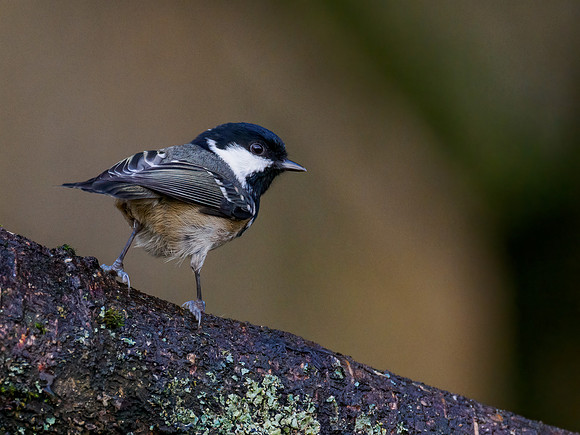 Coal Tit (Periparus ater)