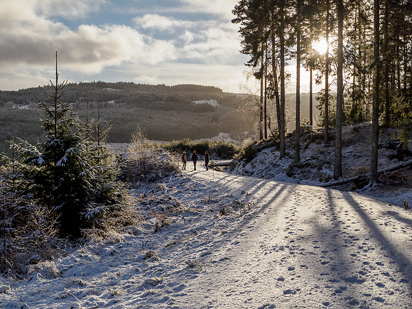 Boxing Day Dog Walk