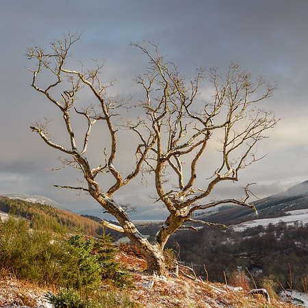 The Rychraggan Oak