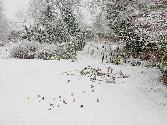 20221227-Snowy Garden-OM019722