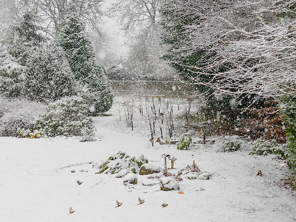 20221227-Snowy Garden-OM019723