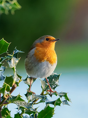 European Robin (Erithacus rubecula)