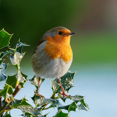 European Robin (Erithacus rubecula)