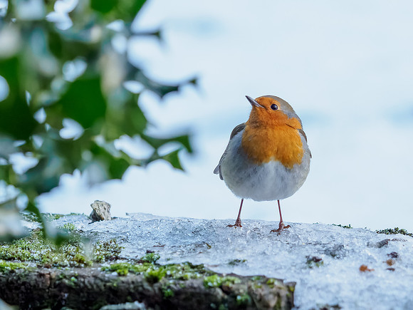 European Robin (Erithacus rubecula)