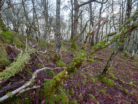 Bunloit Woodland