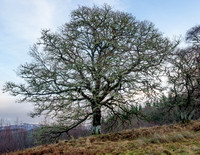 Bunloit Tree