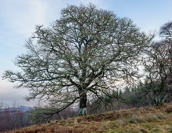 Bunloit Tree