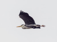 Grey Heron (Ardea cinerea)
