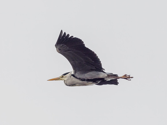 Grey Heron (Ardea cinerea)
