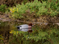 Widgeon (Anas penelope)