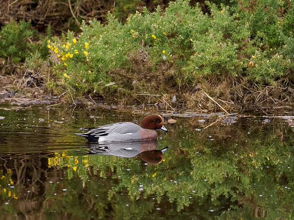 Widgeon (Anas penelope)
