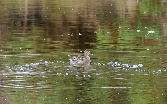 Unknown Duck