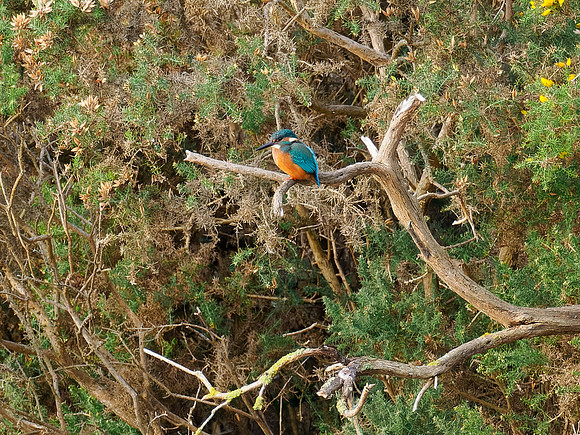 Kingfisher