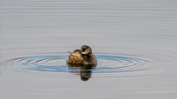 Ring of Bright Water