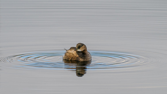 Ring of Bright Water